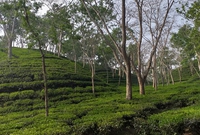 Sreemangal