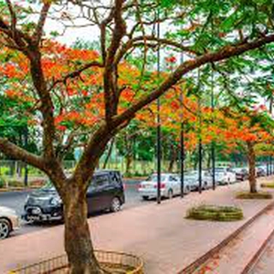 Gulshan Lake Park