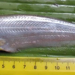 বিসমিল্লাহ মৎষ আড়ৎ