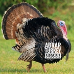 Abrar's Turkey-Birds Biz